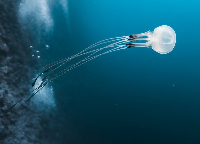 Underwater Adventures